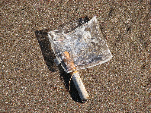 Aula del Mar continúa con su proyecto de mejora de la biodiversidad en el litoral de Mijas