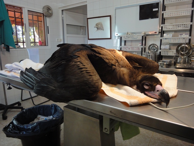 AMUS y FIEB investigan el dolor en las aves salvajes