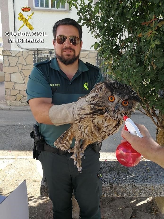 La Guardia Civil recupera un Búho Real en Guadalajara