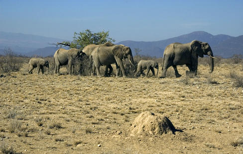 La diversidad de las tierras áridas ralentiza el cambio climático