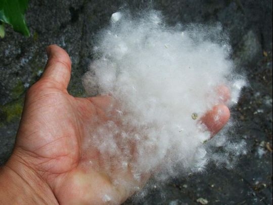 La pelusa de los chopos provoco el incendio entre Mozoncillo y Carbonero (Segovia)