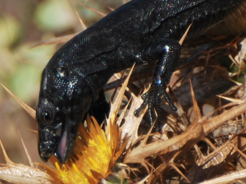 Lagartijas insulares