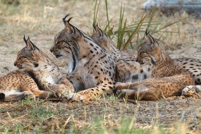 Parques Nacionales recupera a Aura