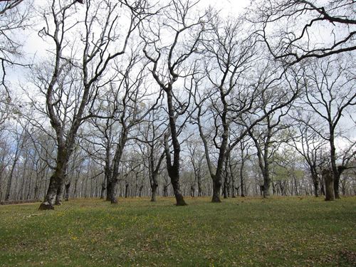 Exigen que se preserven los 200 bosques centenarios de Cataluña