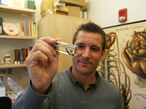 Un biólogo burgalés en Harvard ‘reinventa’ el árbol del reino animal