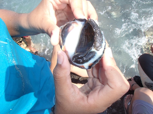 Descubren la masculinización de caracoles hembras debido a la contaminación