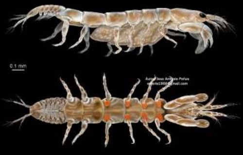 Primera evidencia fósil de que crustáceos del orden Tanaidacea cuidaban a sus crías hace más de 105 millones de años