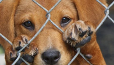 En septiembre se votará en Galicia la nueva Ley de Protección Animal