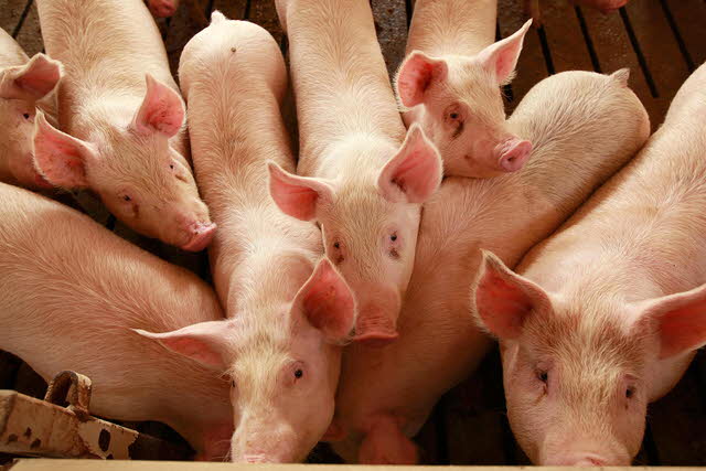 Brihuega amenazada por una macro granja porcina de 36000 cabezas