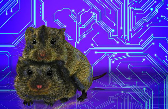 El cerebro de los topillos destapa las claves del ‘amor’