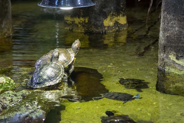 Aragón arrancará un proyecto de recuperación de la población de galápago europeo