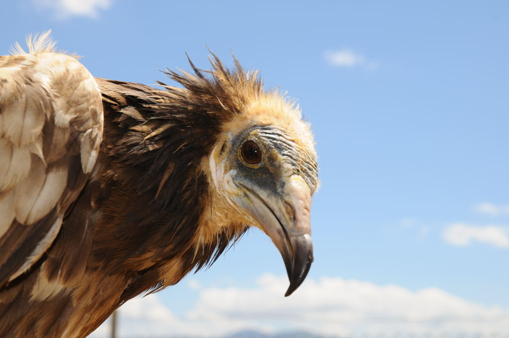 Los alimoches marcados por WWF  inician la etapa más peligrosa de su viaje: España