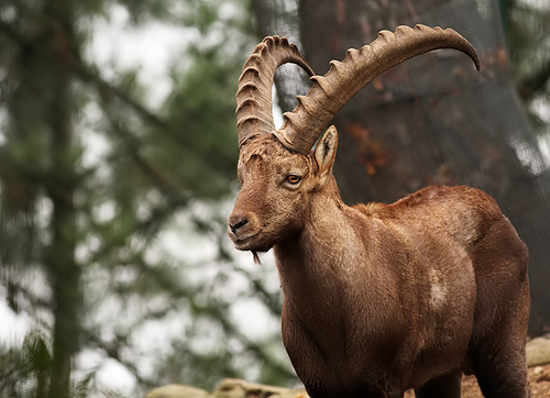 Andalucía cuenta con una población de cabra montés de 37.698 ejemplares