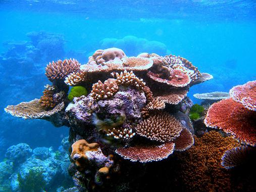 La gran barrera de coral ya se adaptó al calentamiento global hace 20.000 años