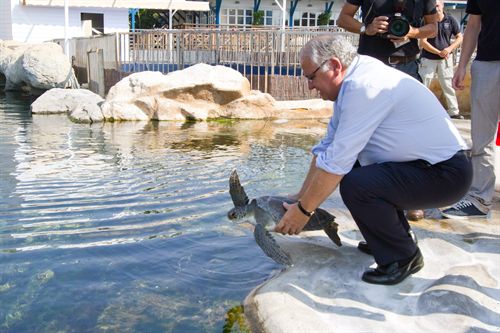 El Oceanogràfic de Valencia exhibe por primera vez una tortuga verde que ha sido recuperada por Medio Ambiente