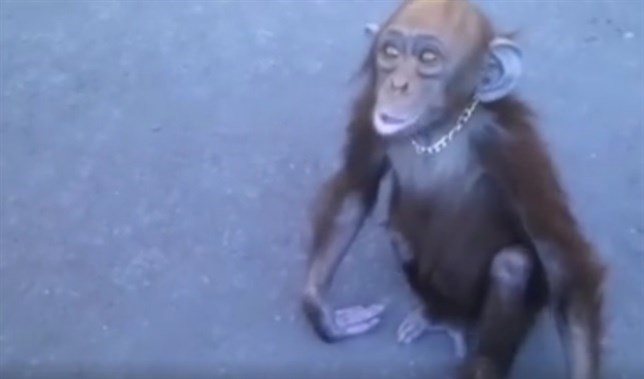 Bebé chimpancé rescatado tras pedir ayuda (ver VIDEO)