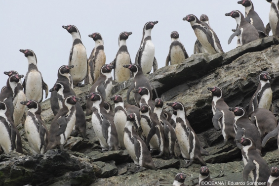 Chile. Reúnen más de 350 mil firmas para proteger al Pingüino de Humboldt
