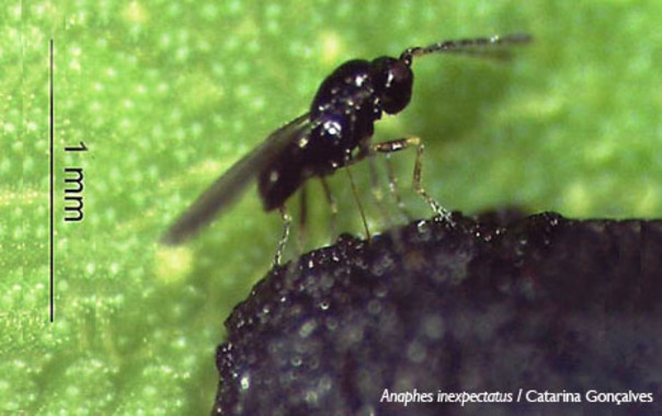 Confirman la efectividad de una avispa para controlar el gorgojo del eucalipto