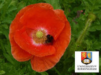 Las plantas también eligen con quien tener descendencia