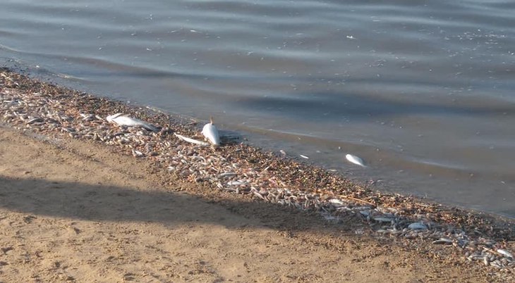 Puede ser Tarde para el Mar Menor