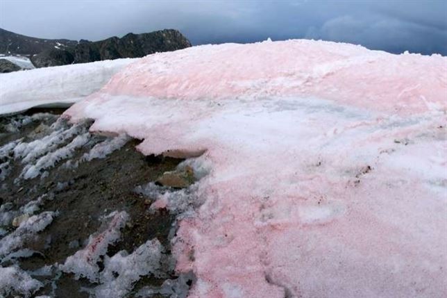 Las algas rojas que pigmentan la nieve en el Ártico aceleran su deshielo