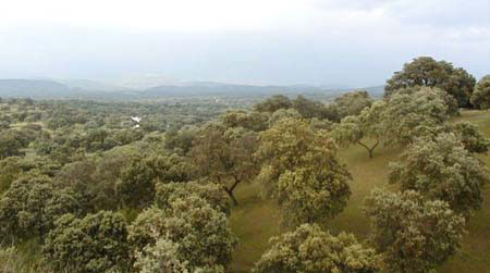Junta de Andalucía inicia el campo de voluntariado ambiental en el Parque Natural Sierra de Cardeña y Montoro (Córdoba)