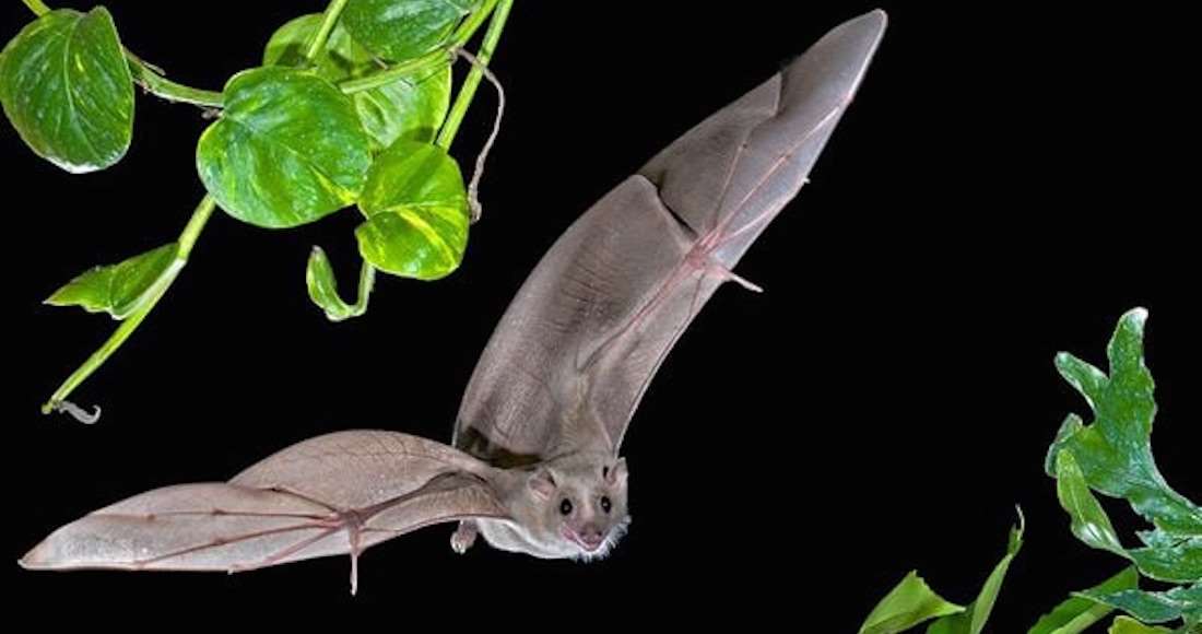 Cómo funciona el sónar del murciélago