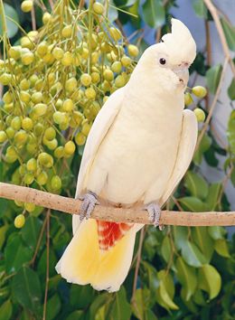 Se teme la extinción de la cacatúa filipina por la implantación de una central eléctrica