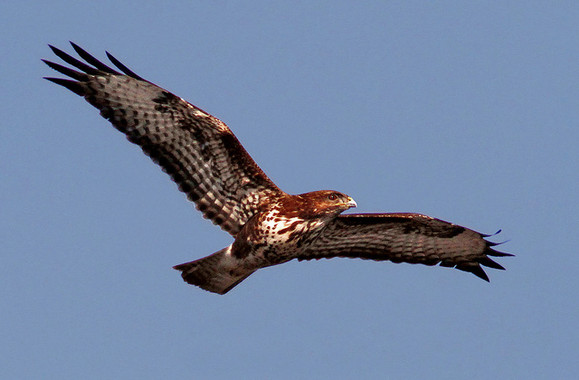 La captura y la caza ilegal amenazan todavía a las aves silvestres de Europa