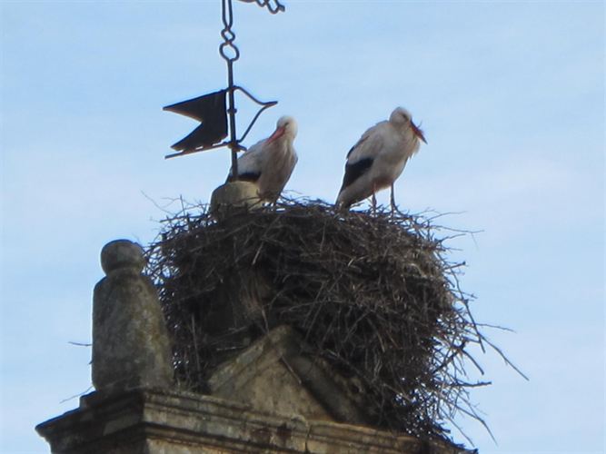 Aragón. IU pregunta al Gobierno de Aragón sobre la posible eliminación de los nidos de cigüeña