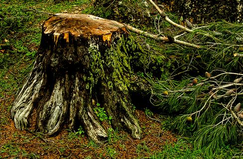 Corrupción forestal reverdece en Honduras