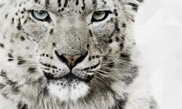 Acuerdo para proteger al leopardo de las nieves