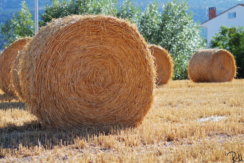 De la ‘paja’ se obtiene el biocombustible más barato