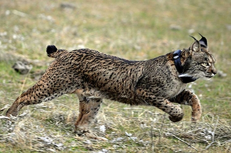 Demasiadas dudas antes de la reintroducción del lince en Extremadura