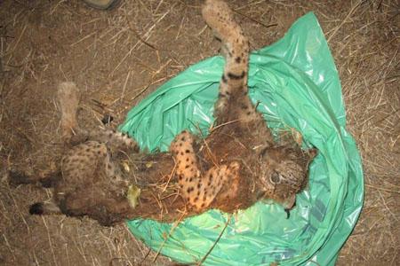 Lince ibérico atropellado en la carretera N-502 en Espiel