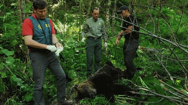 Disparar a un oso sale barato en Castilla y León