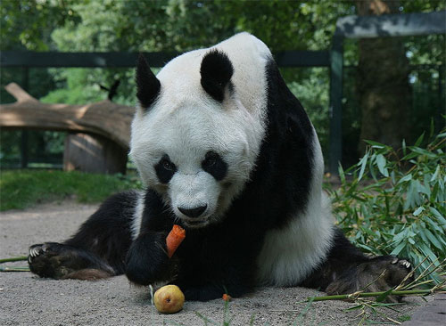Los zoos de todo el mundo albergan el 15% de las especies en peligro de extinción