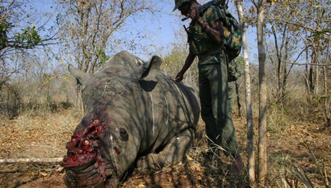 Asesinados salvajemente más de 1.200 rinocerontes en Sudáfrica en 2014