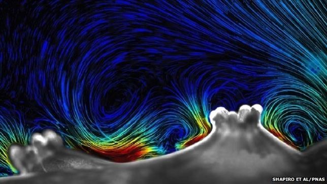 Los corales agitan el agua con apéndices minúsculos para captar nutrientes