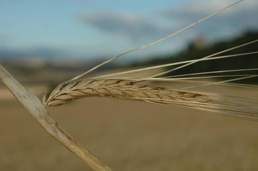 La cebada se adapta al cambio climático