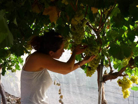 Abierto el plazo al Programa empleaverde 2014