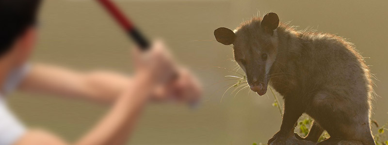 Las fiestas crueles de México