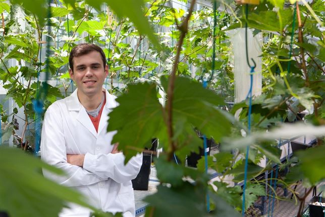 El cambio climático acelera la maduración de las uvas