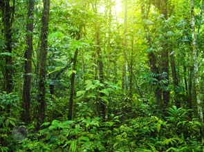 Australia firm signs forest emissions deal with Malaysia tribes