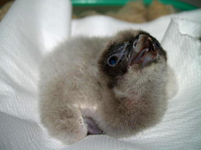 Cazorla acoge el primer pollo de quebrantahuesos de la temporada