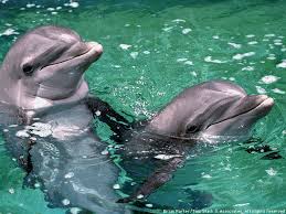 El embarazo en mamíferos evolucionó de parásitos genómicos