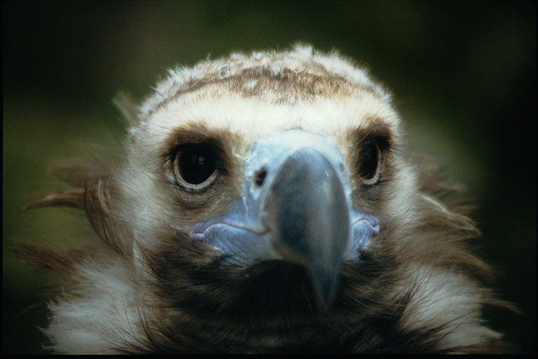 La Fundación para la Conservación del Buitre Negro obtiene el Premio Fundación Biodiversidad en la modalidad ‘Conservación en acción’