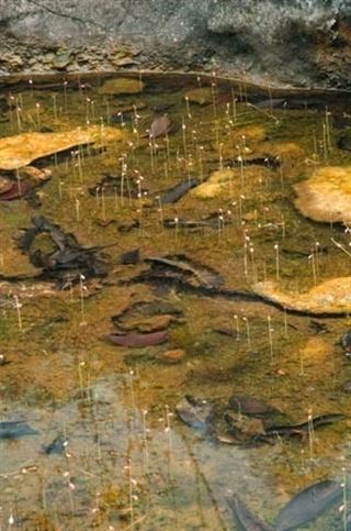 La utricularia es una planta carnívora vegetariana que además consigue una dieta equilibrada