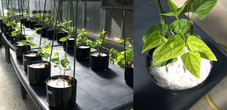 Novedosos fertilizantes más eficaces y sostenibles