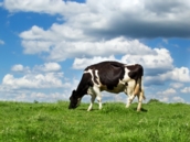 Estancias del Lago de Uruguay recibirá préstamo del BID de US$65 millones